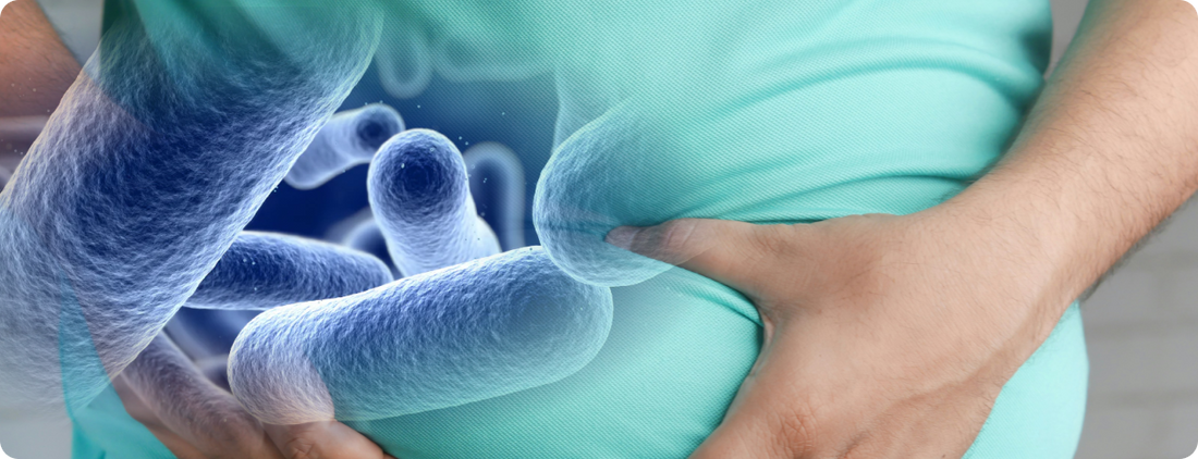 Do People Lose Weight on Akkermansia? Exploring the Science Behind This Gut Health Microbe