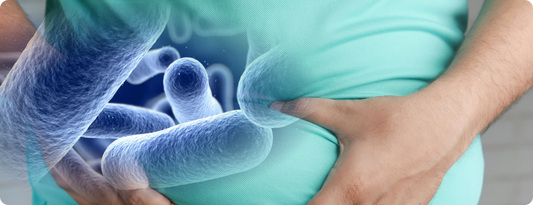 Do People Lose Weight on Akkermansia? Exploring the Science Behind This Gut Health Microbe